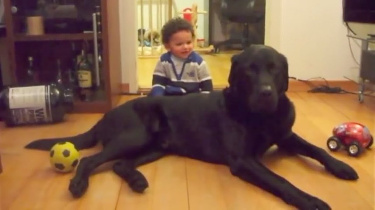 40kg LABRADOR vs. 👼 BABY