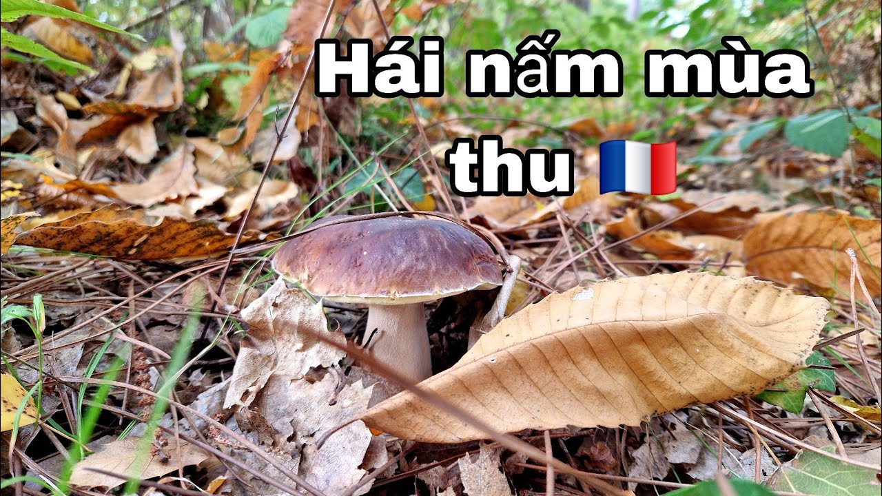 #377 Hái nấm mùa thu 2025  Nấm gan bò  ( boletus) tươi rói | Cuộc sống Pháp 
