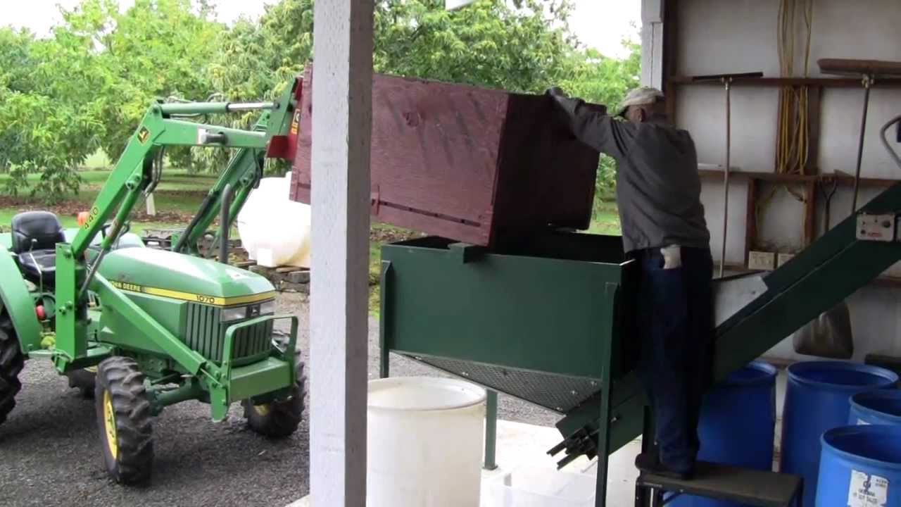 Processing Chestnuts