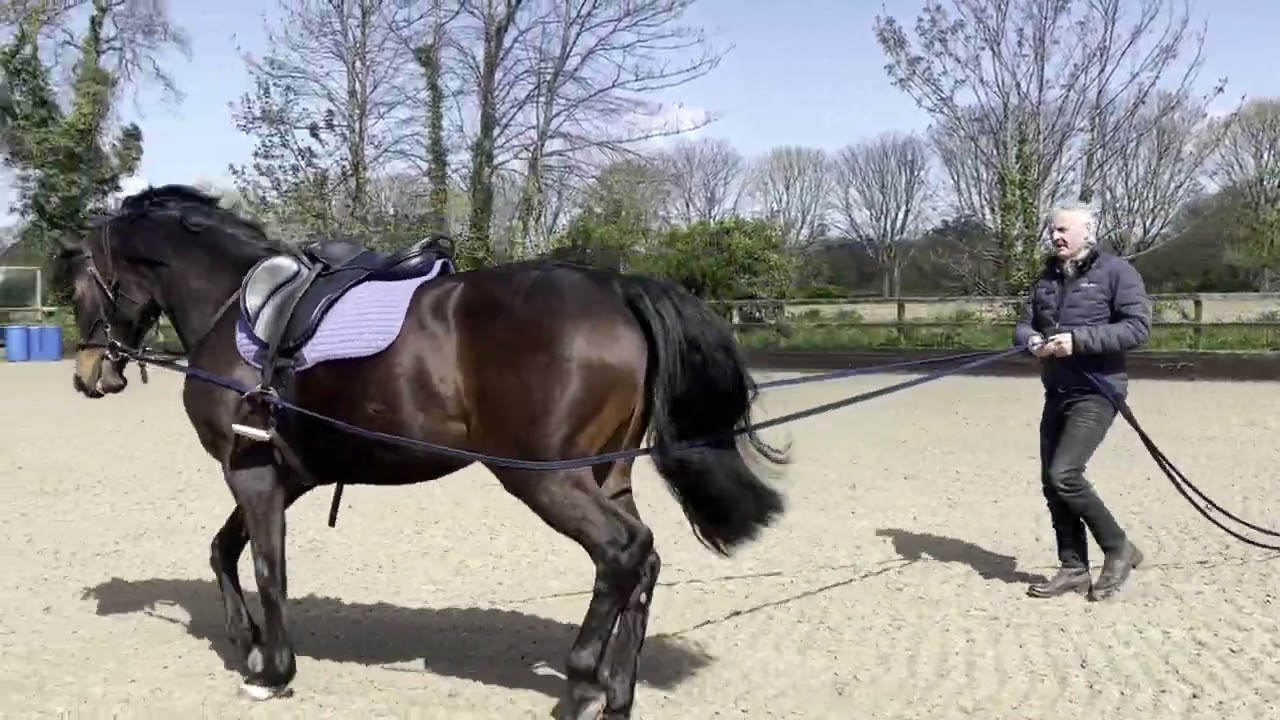 True Horsemanship  Michael Peace @thinkequus  Part 2. Long reining to 