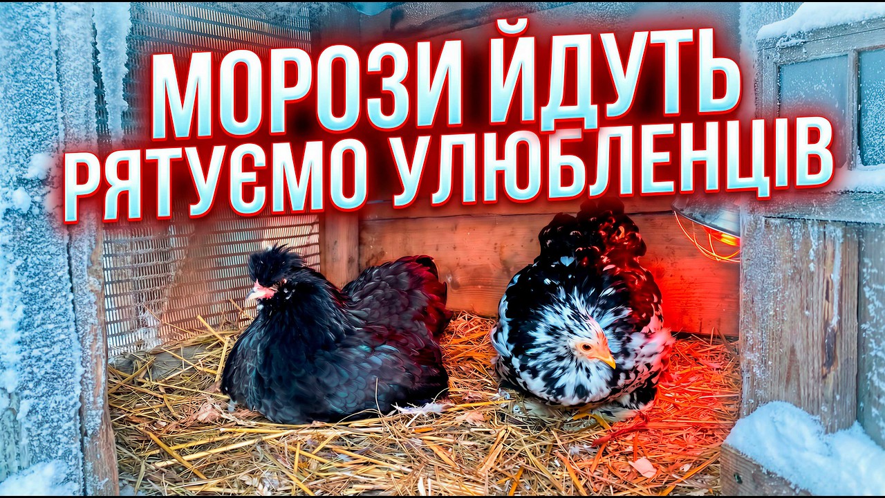 Рятуємось від морозів ❄️ Як захистити курей і собак взимку 🐔🐶