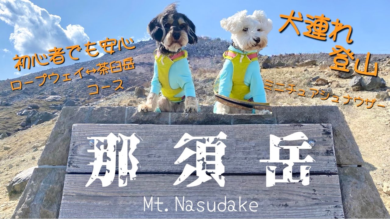 【犬連れ登山】初心者でも安心コースで茶臼岳に登頂‼️ミニチュアシュナウザー２匹と那須の大自然を満喫⭐️