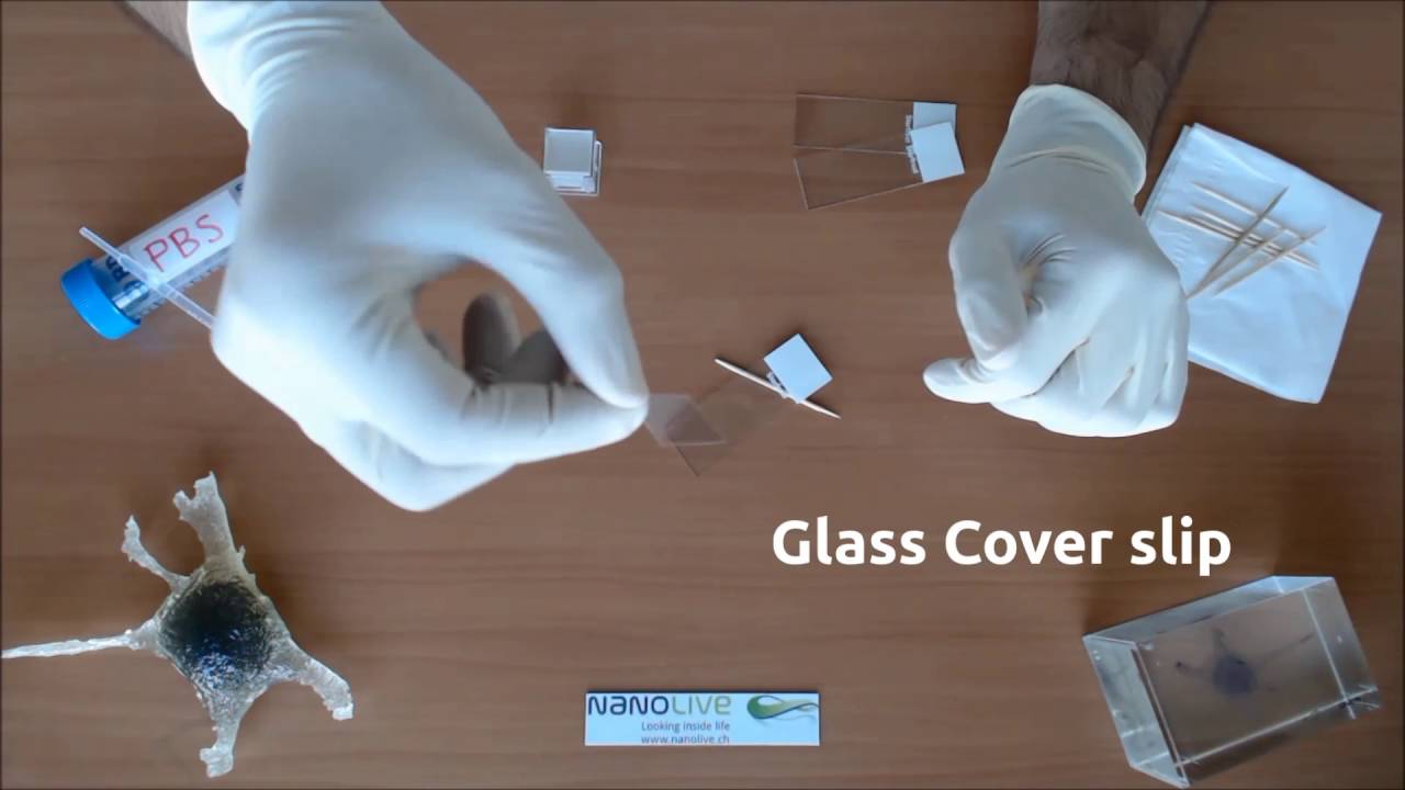 Look at your Cheek cells in 3D in one minute