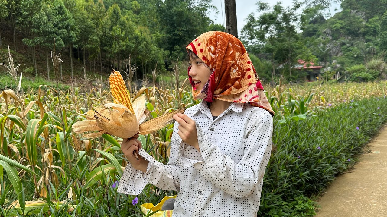 越南女孩王花今天跟媽媽一起去摘玉米🌽