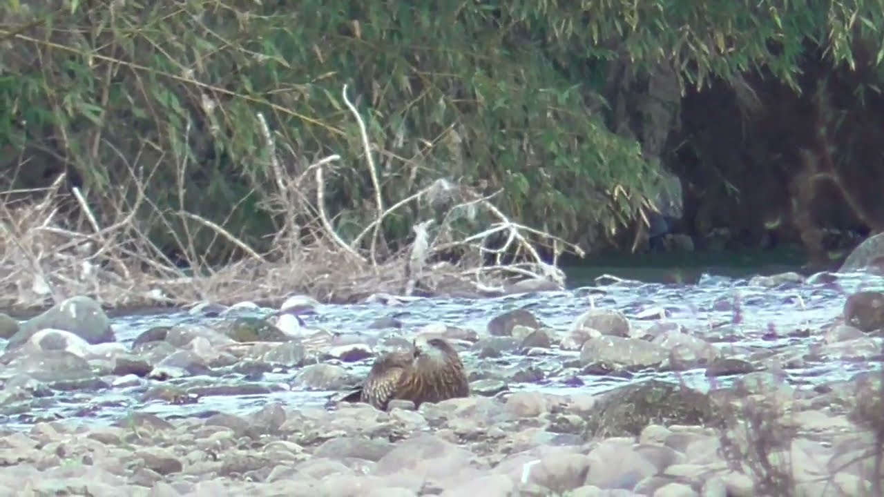 Y0194　Oita River　BINTO returns to eat Coot  (Wild Black Kite)  Part 5