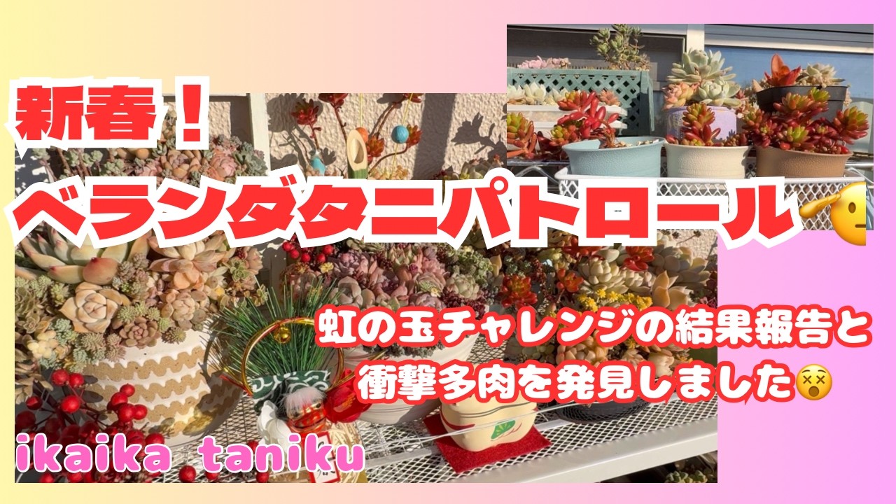 #216 『多肉植物』新春！ベランダタニパトロール