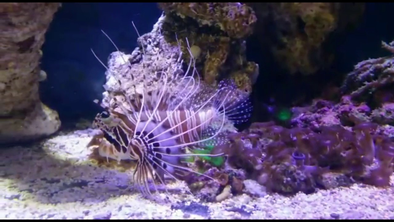 Pez Escorpion ( acuarios marinos)