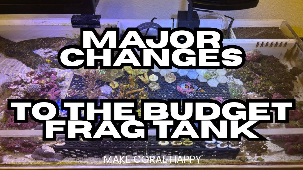 TONS of new stuff for the frag tank! | Reef Tank Ramble ep.14 