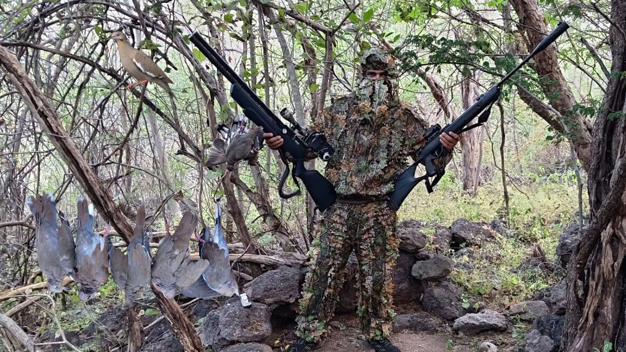 Cazeria de huilota ala blanca con Avenger.25 y gamo g Magnum 1250 nitropiston  #huilotas #Cazeria 