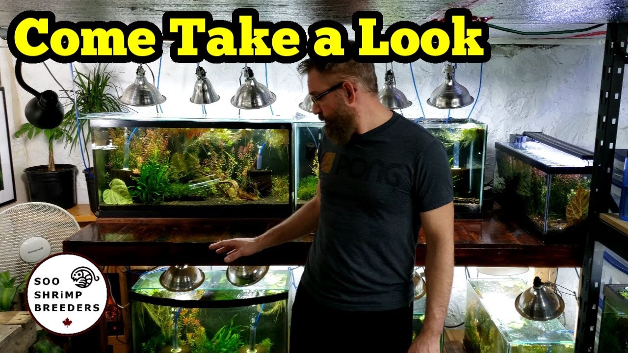 Shrimp Room Tour 2020!