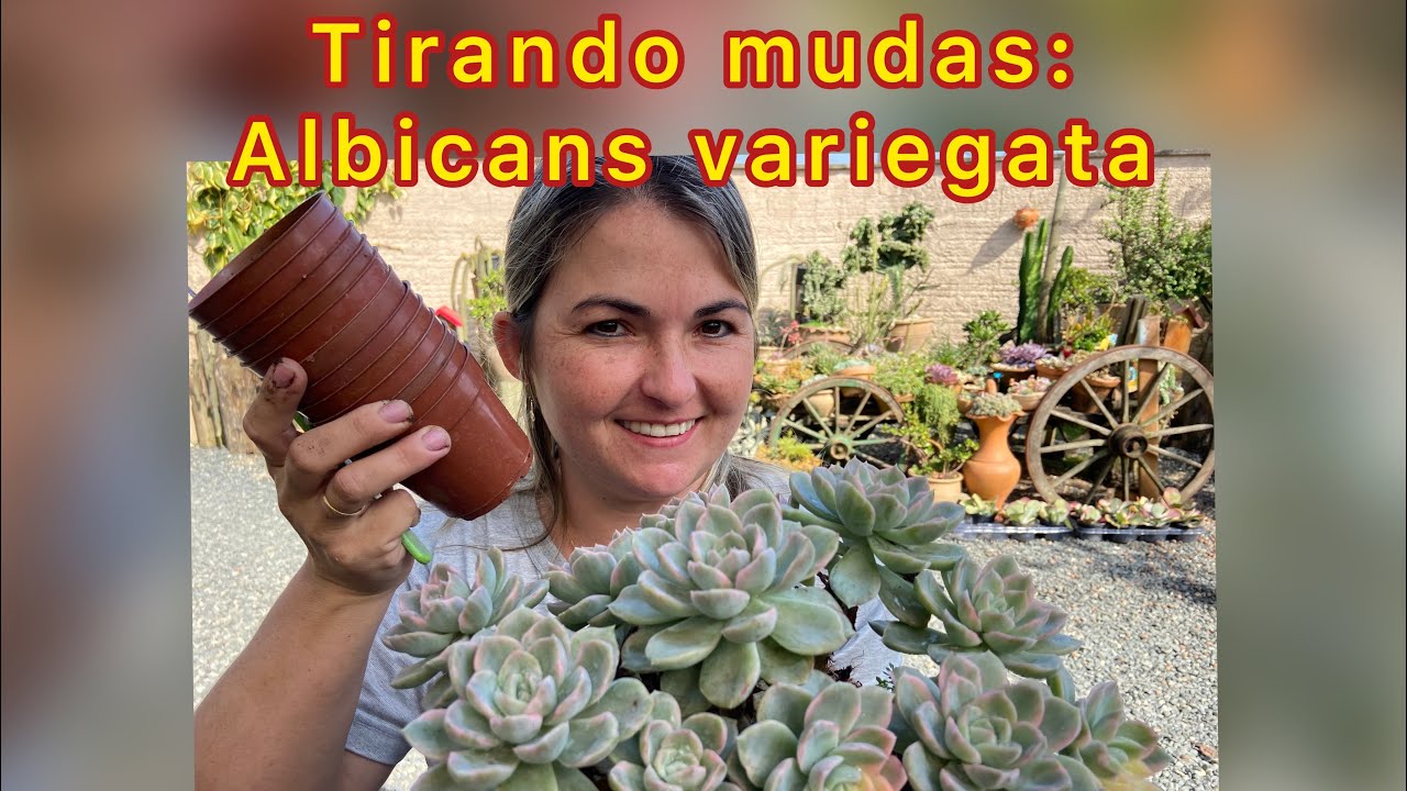 Tirando mudas: Albicans variegata
