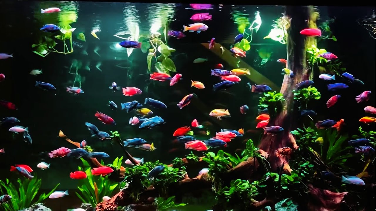 Top 10 Best African Cichlids Tank Mates