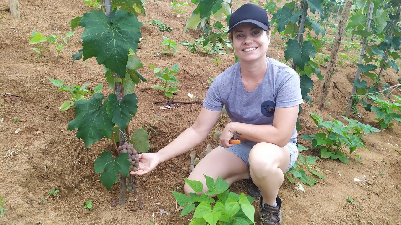 Tratos e Cultivo da Uva