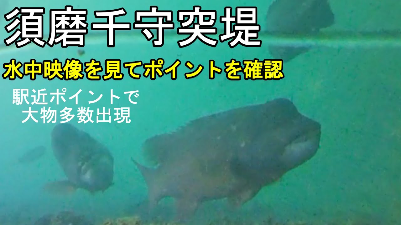 【須磨千守突堤 神戸 釣り】水中撮影したら大物ぞくぞく水中映像からポイント4選。須磨駅近くの須磨浦海岸のポイントはチェック！