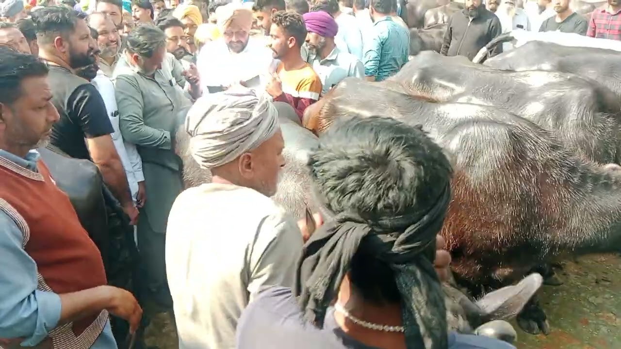 ਮੌੜ ਮੰਡੀ ਮਾਟੇ ਪ੍ਰਧਾਨ  ਦੇ ਫਾਰਮ ਤੇ 31ਮੱਝਾ ਦੀ ਬੋਲੀ