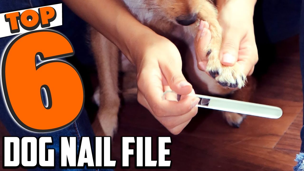 6 Must-Have Dog Nail Files for Safe & Smooth Grooming