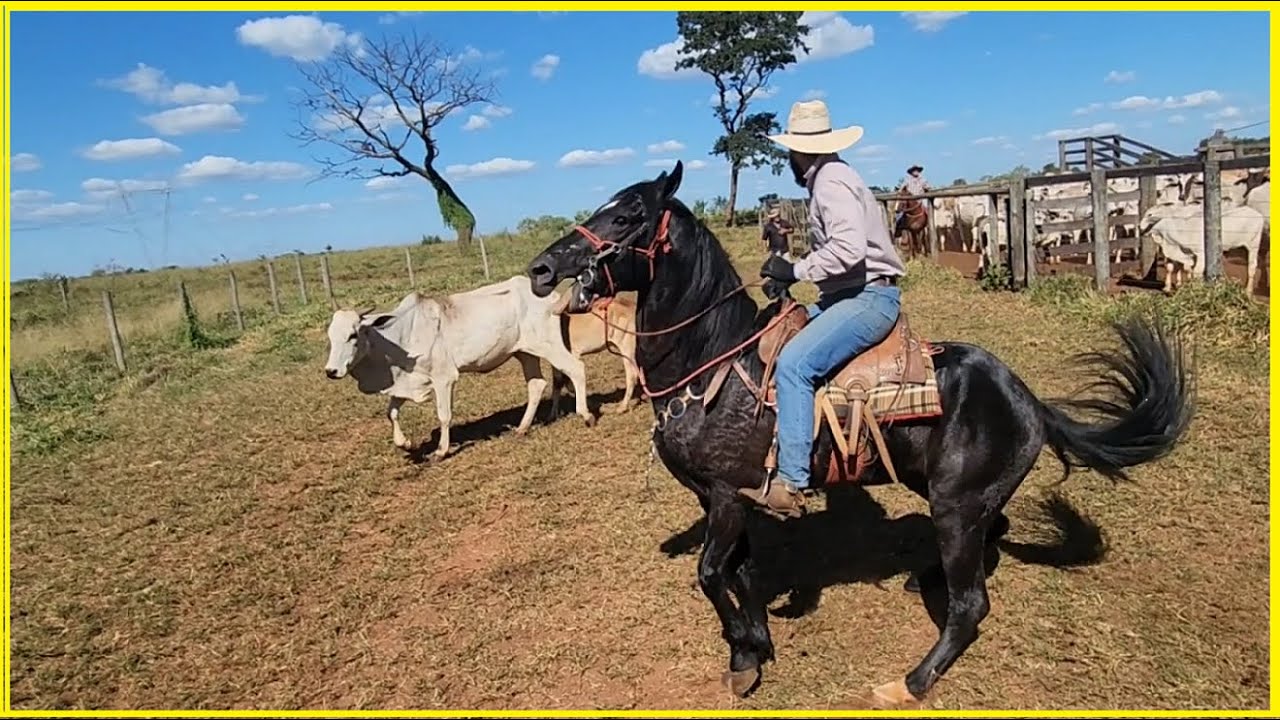 Primeiro dia de lida no Garanh&atilde;o Mangalarga Marchador