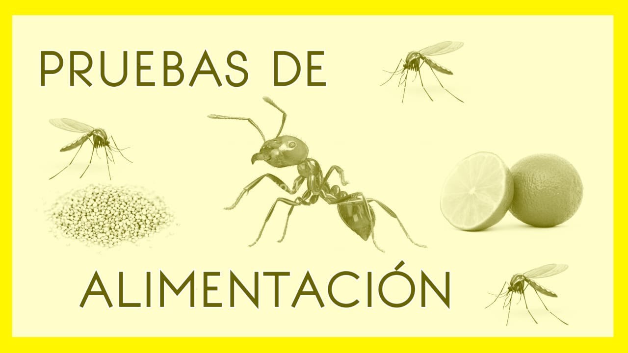 QUE COMEN LAS HORMIGAS???
