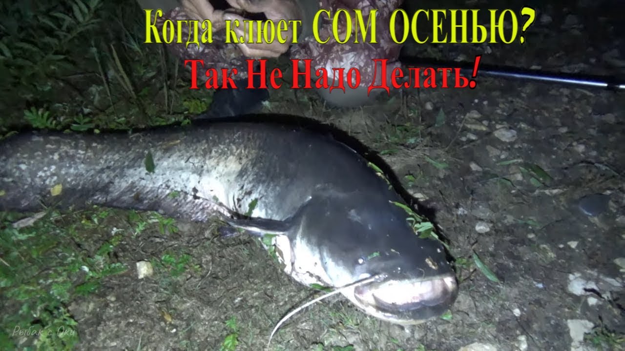 Рыбалка на СОМА ОСЕНЬЮ 2022! ОШИБКИ ПРИ ЛОВЛЕ СОМА! Ловля Сома на Лягушку с берега!