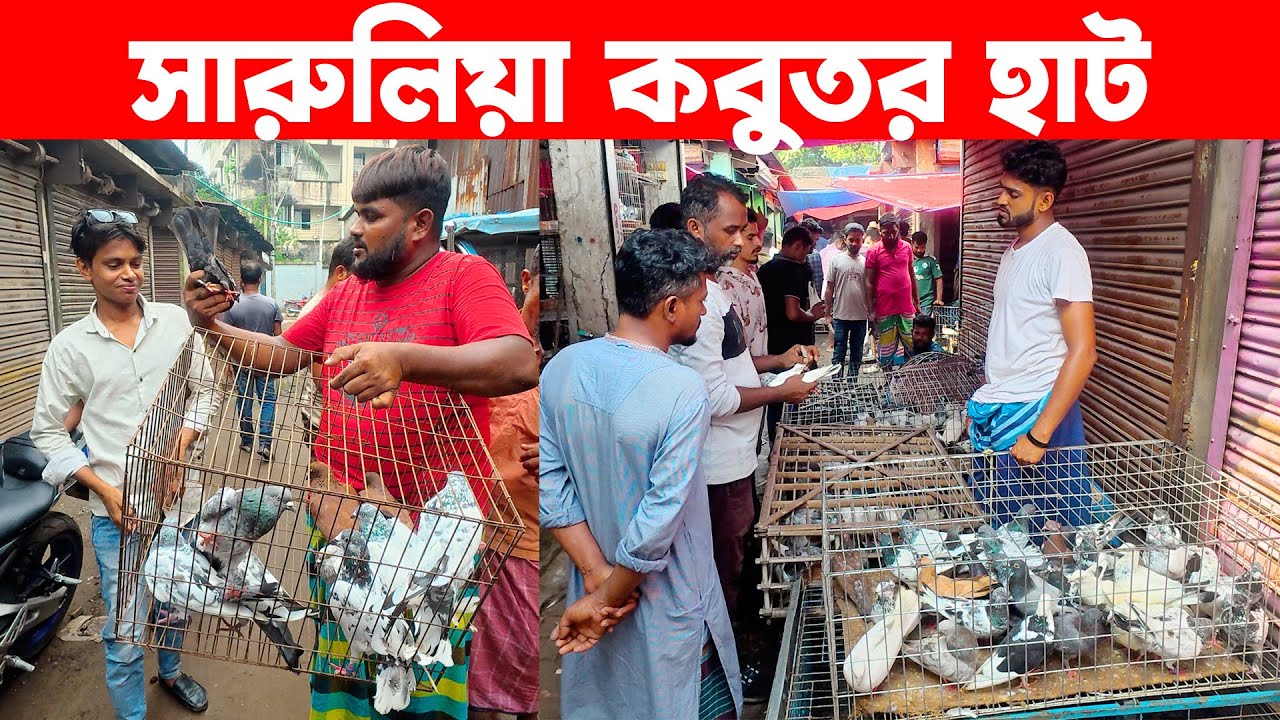 সারুলিয়া কবুতর হাট ৩০-১০-২০২৫ | kobutor hat | today pigeon market in bd | Saroliya kobutor hat