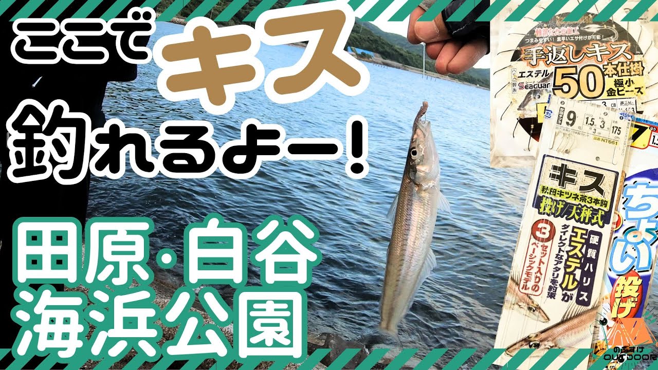 2024.6 キス釣り！愛知県田原市の白谷海浜公園でキス釣れたよー！5号針でチャレンジ！