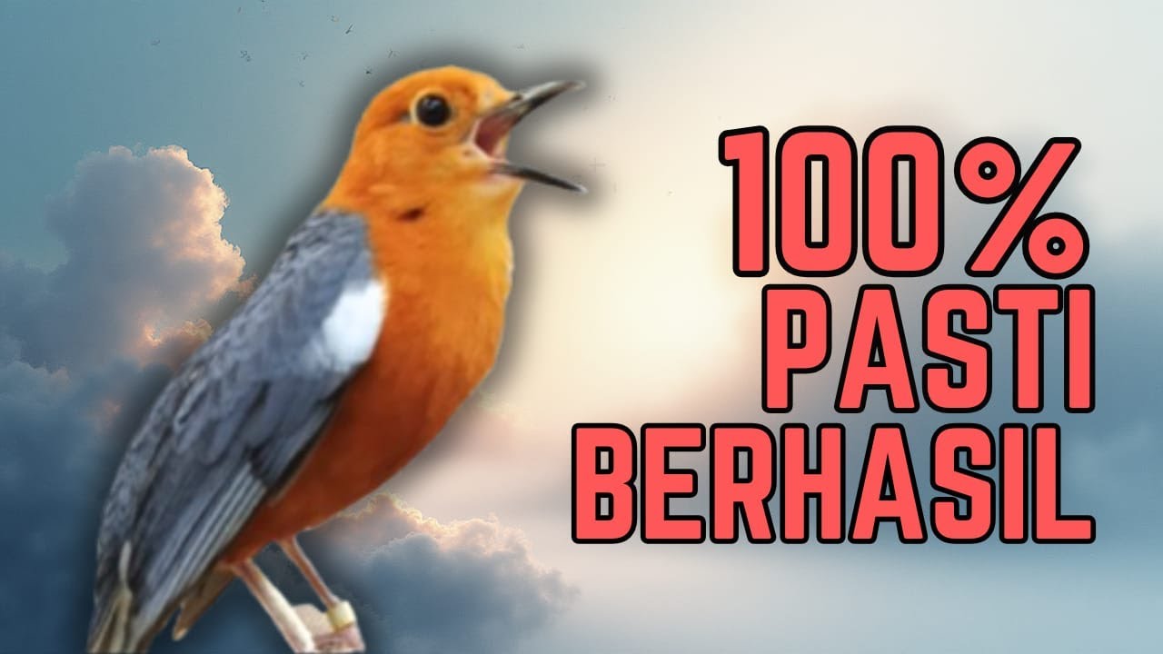 LANGSUNG NYAUT 10000 % ‼️ ANIS MERAH MACET BUNYI JIKA DENGAR SUARA INI PASTI NYAUT LANJUT GACOR | 44