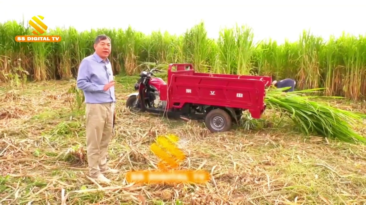 Juncao Grass Technology In Kenya