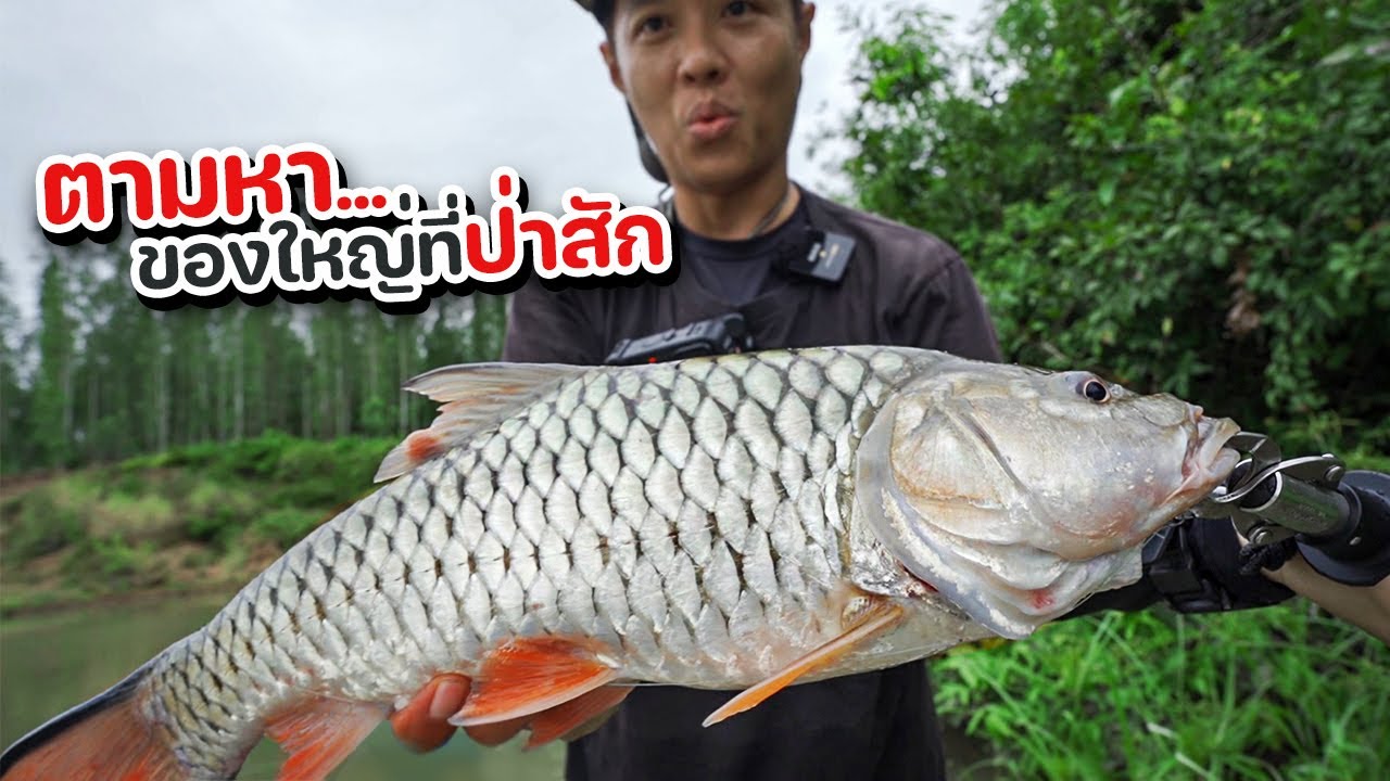 ตามหา...กระสูบใหญ่ที่ป่าสัก