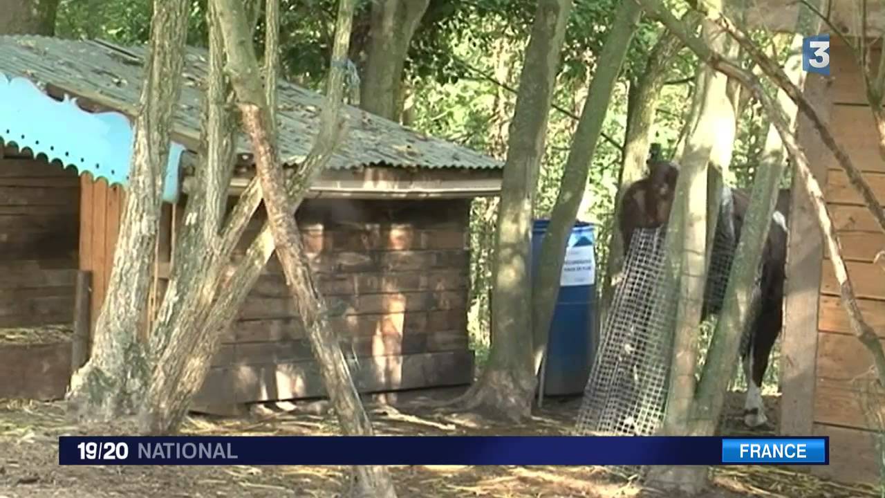 La vache Cornette rachetée à son propriétaire