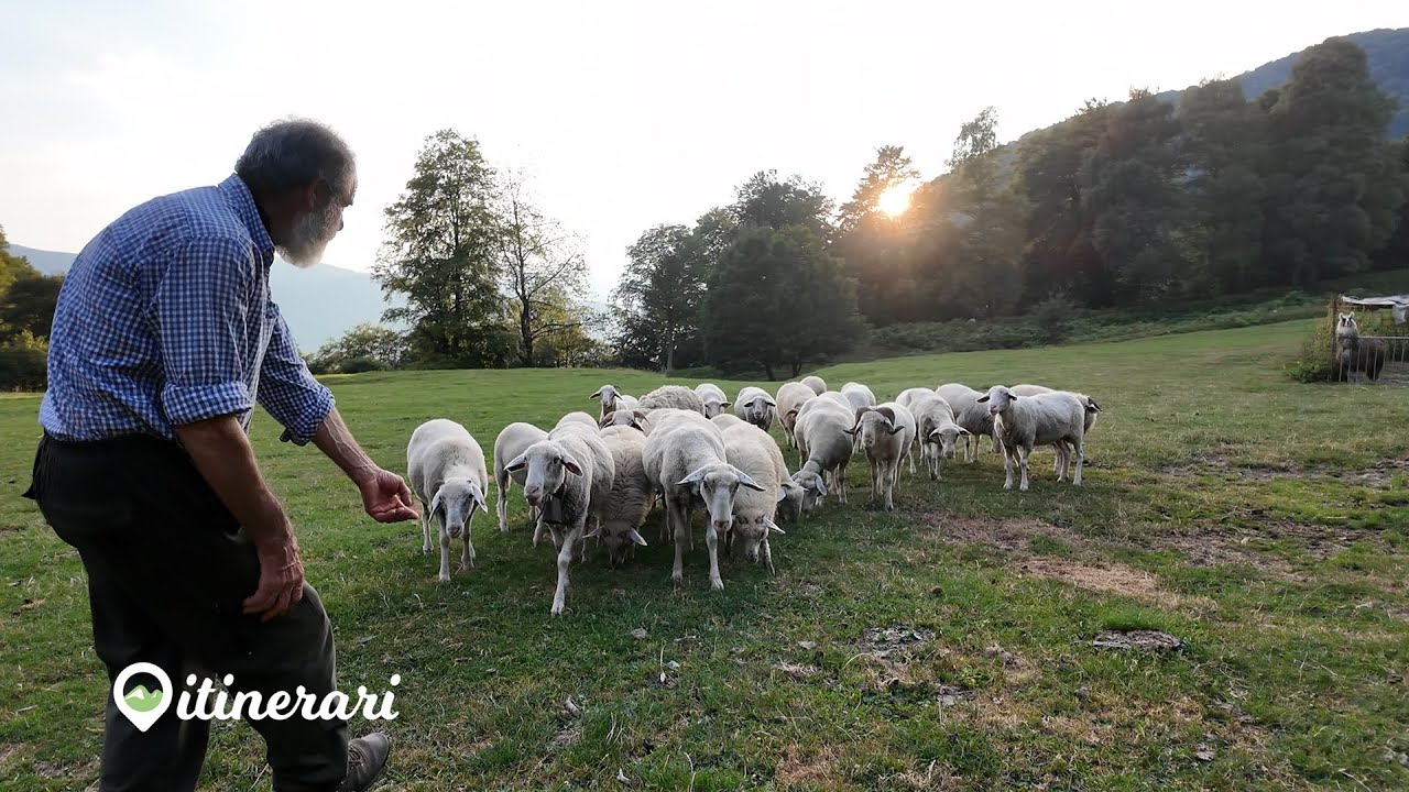 ITINERARI: I PASTORI DELL'ALPE DI BLESSAGNO, 