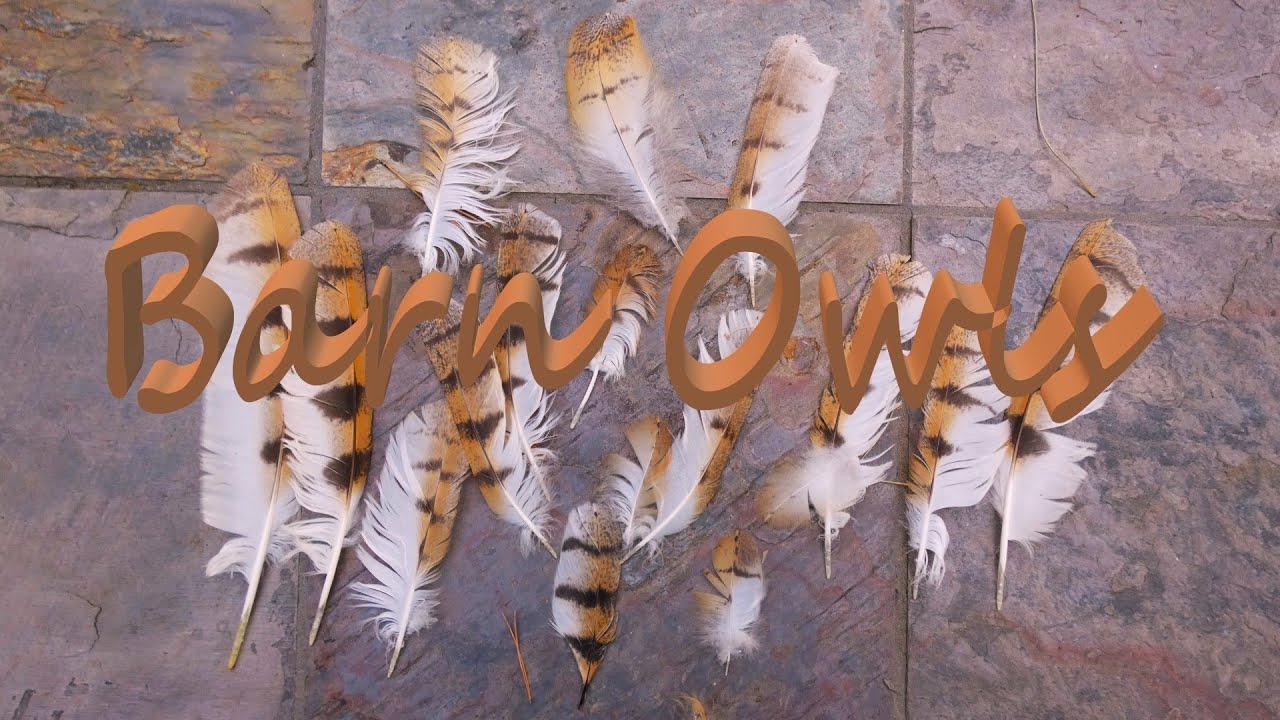 Owl Antics Episode 1