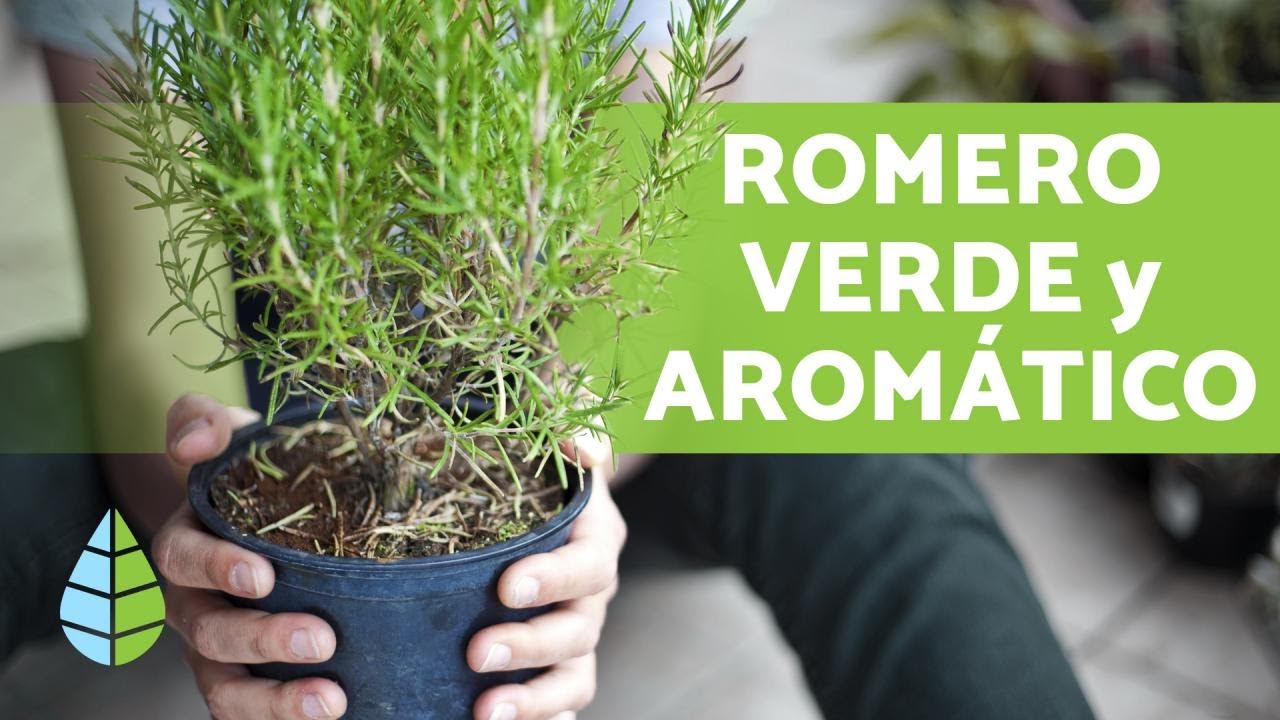 C&oacute;mo cuidar ROMERO en MACETA 🌿 &iexcl;Ubicaci&oacute;n, Riego y M&Aacute;S!