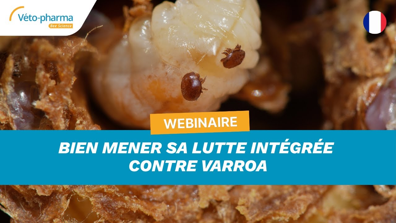 Webinar - Bien mener sa Lutte Intégrée contre Varroa