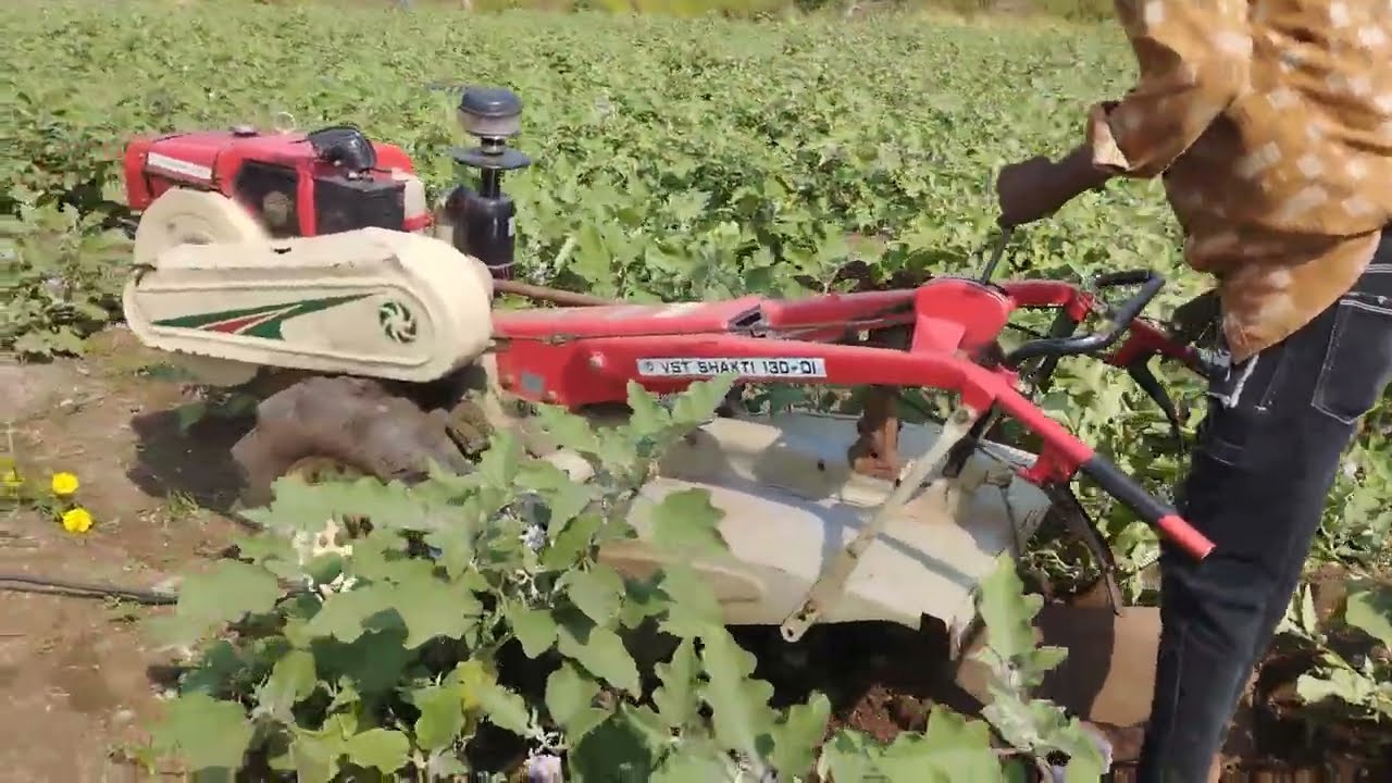 tailor se pale chadhana# Baigan# farming#