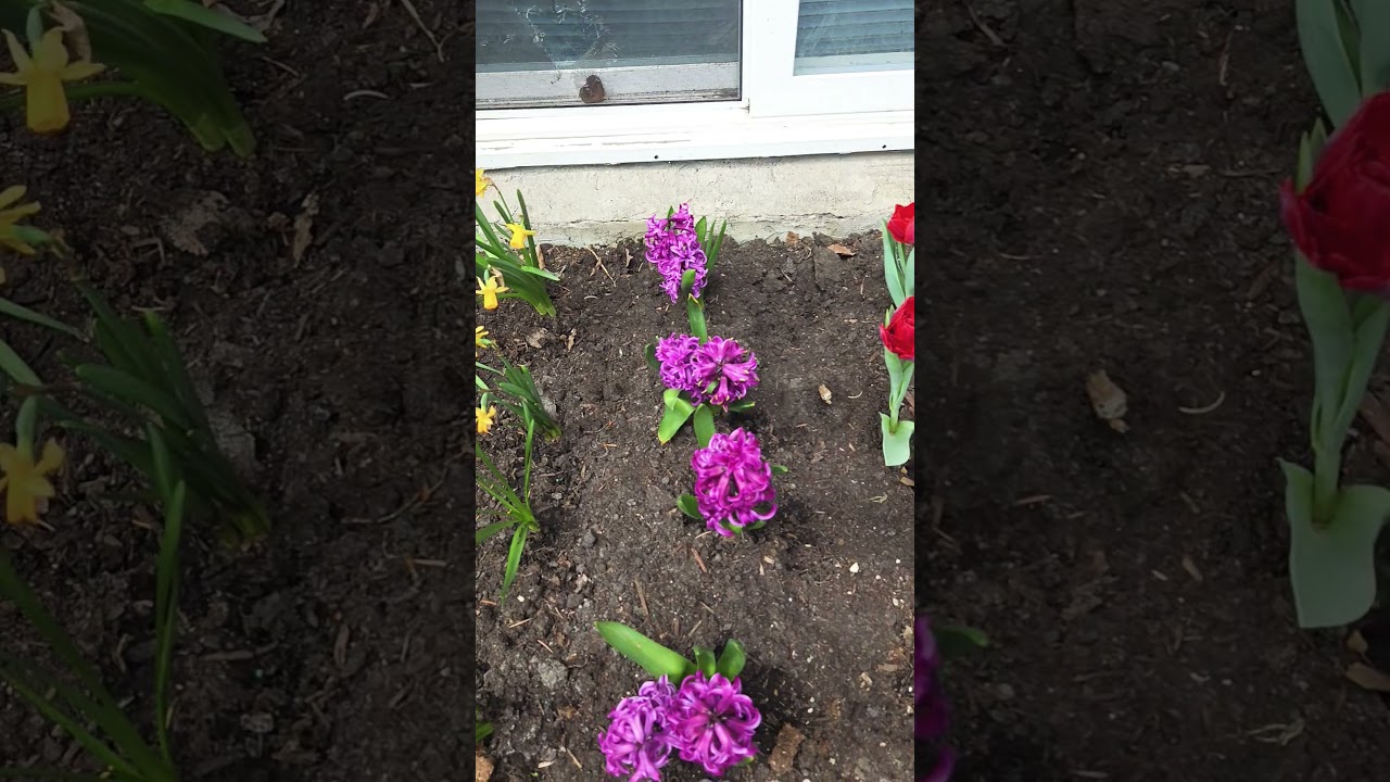 #myflowergarden #shortvideo #tulips #lifeincanada #pinayvlogger