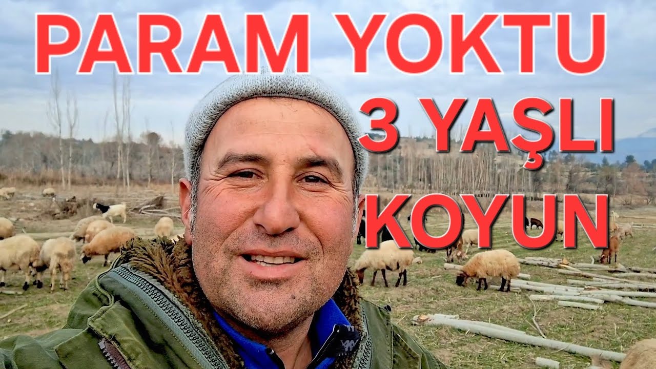 Param Yoktu... Üç Yaşlı Koyun Aldım! #koyunlar #köyhayatı #köydeyaşam 