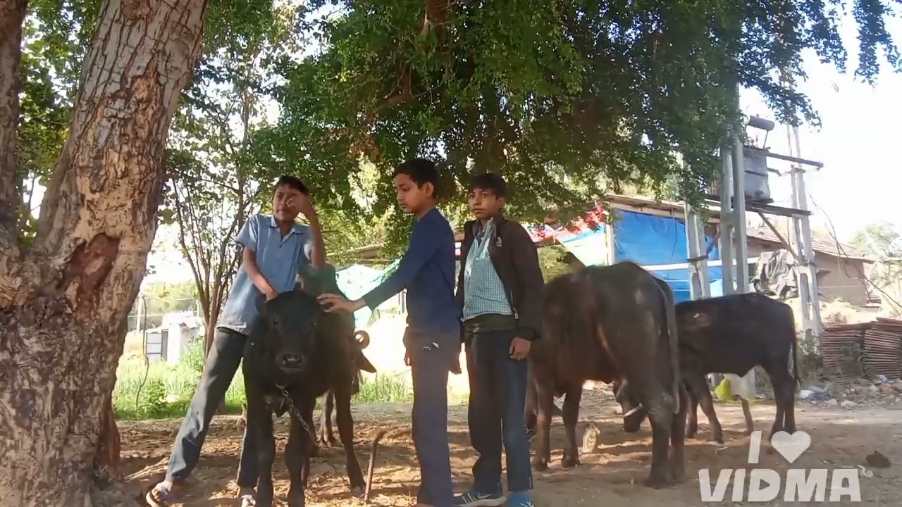😂પાડા ના વેપારી પાડો ને લઈને નરધન થાય   ભાગ 2😂