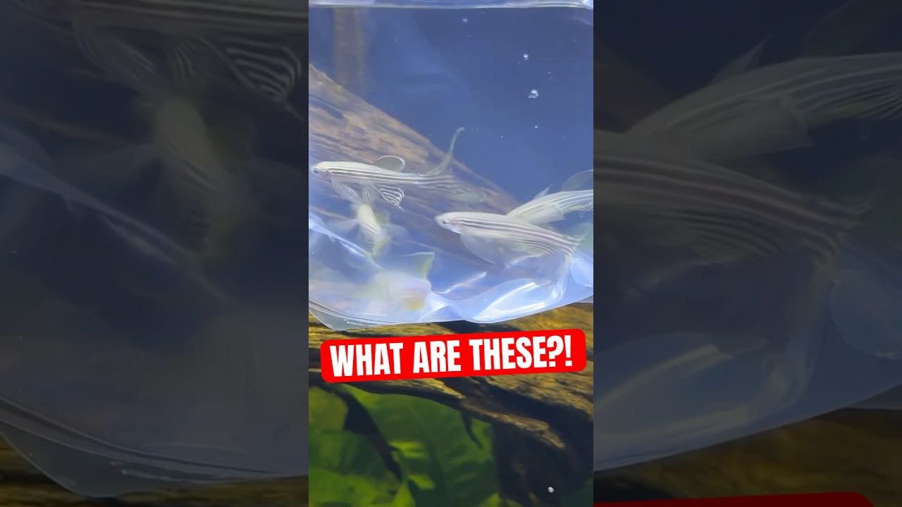 I NEED HELP!!! What do I put in here??