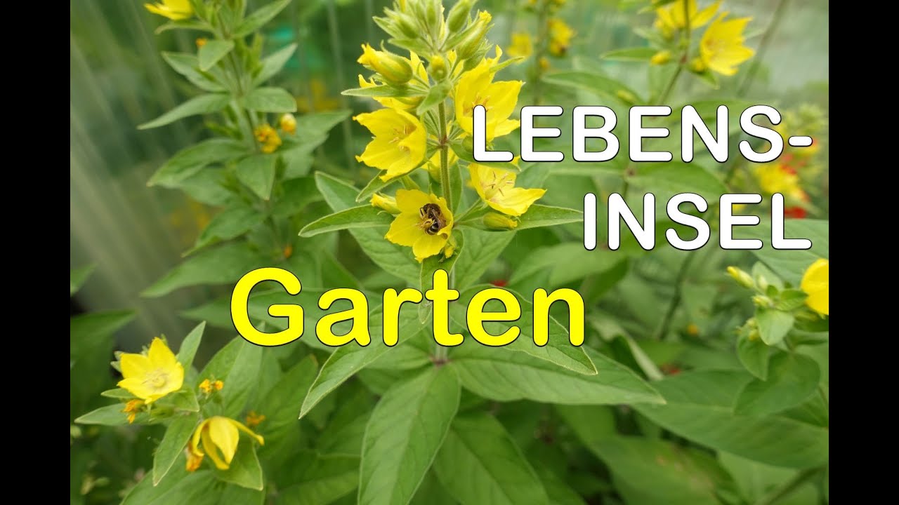 Lasst Blumen blühen für Mensch und Tier! Bunte Vielfalt statt Rasen.  #hortus #gartengestaltung