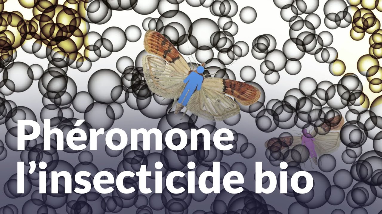 Phéromone, l’insecticide bio | Des idées plein la tech’