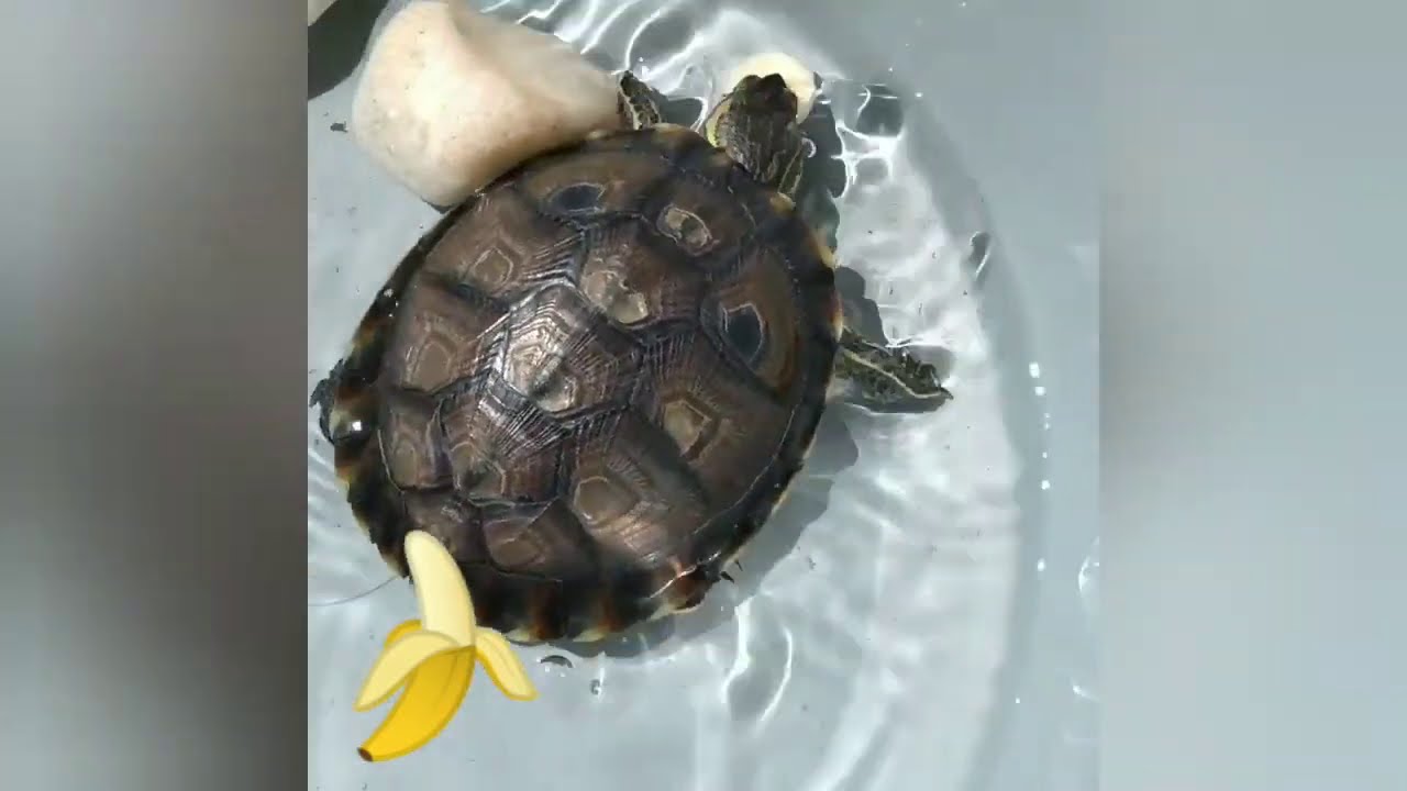 Alimentação Tigre D'água/ Tartaruga