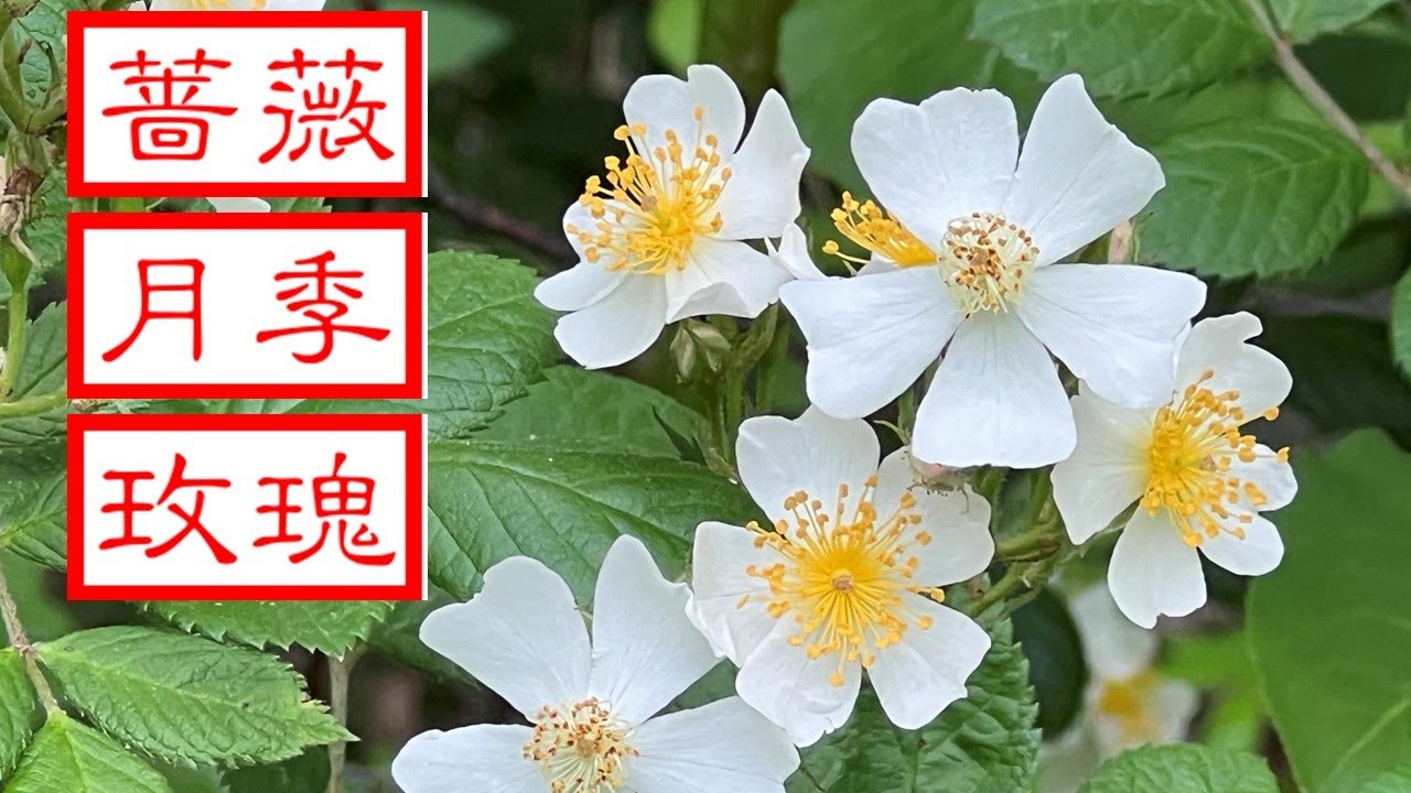 你还把月季当玫瑰？蔷薇、月季和玫瑰，蔷薇科三姐妹，区别在哪里？