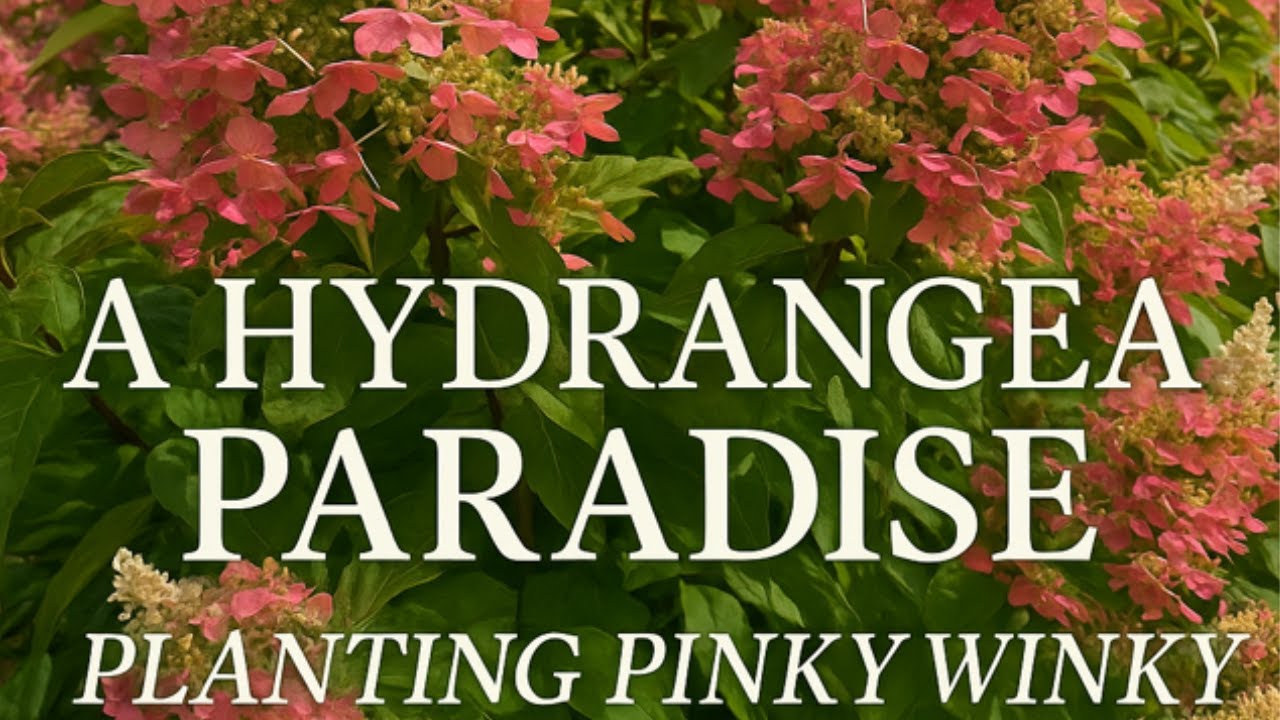 A Hydrangea Paradise 🌸| Planting Pinky Winky + Before & After Landscape Transformation Tour 🌿