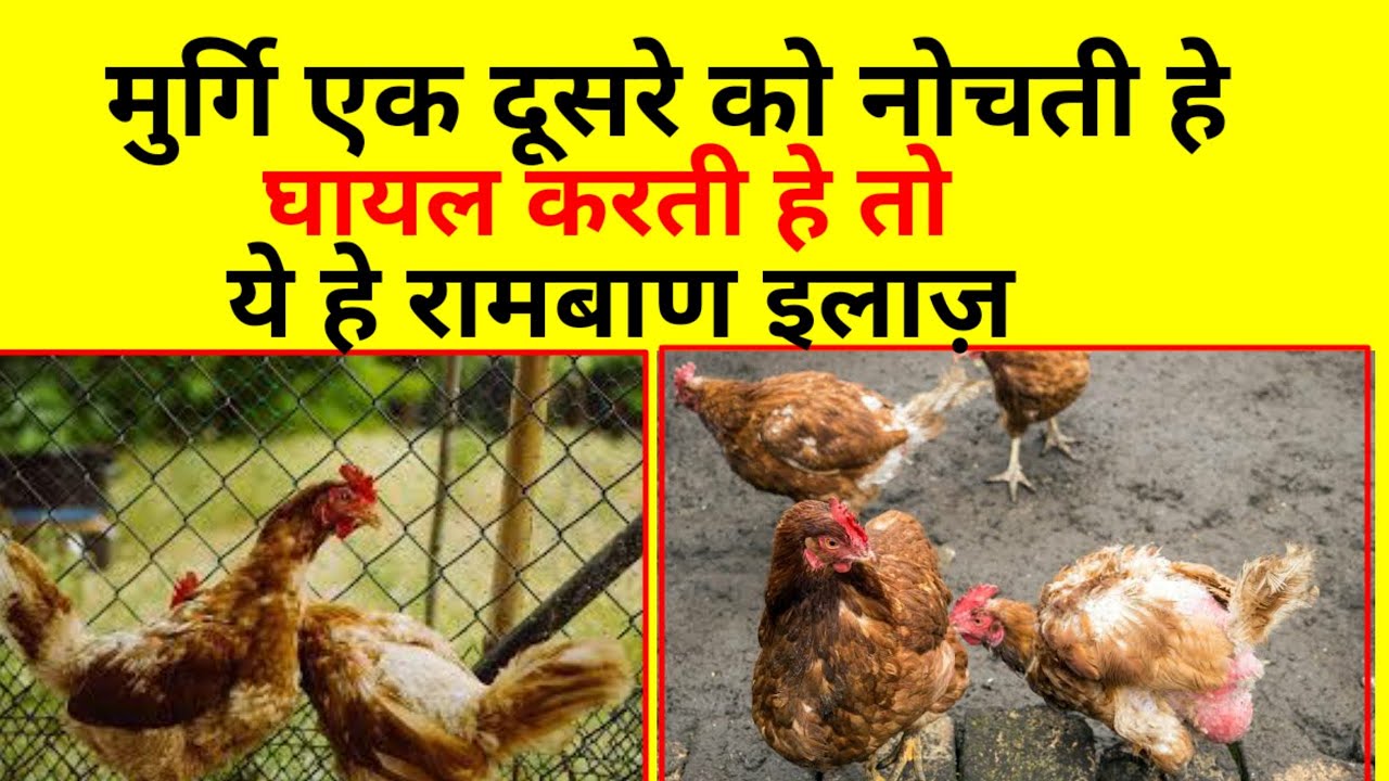 मुर्गि एक दूसरे को घायल करती हे,नोचती हे तो ये हे रामबाण इलाज़(Cannibalism disease in Poultary)