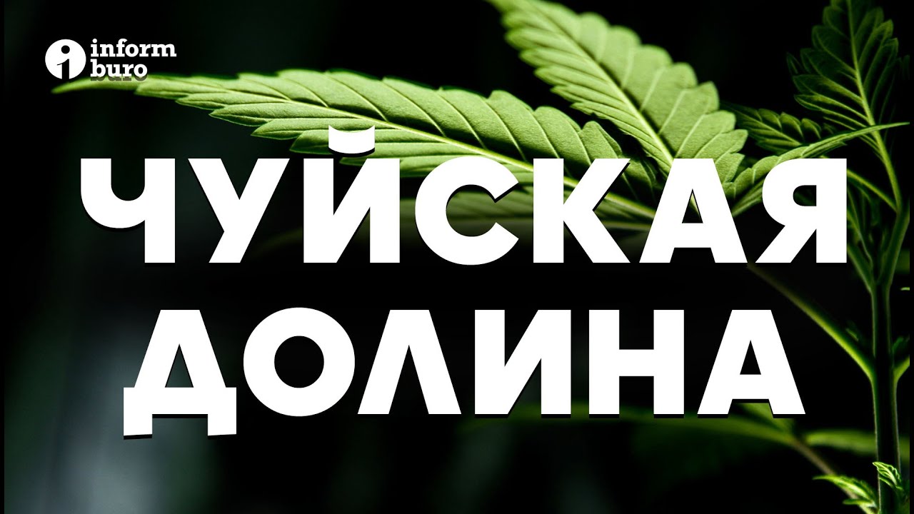 Чуйская долина: как выглядят поля конопли и что делать с диким каннабисом?