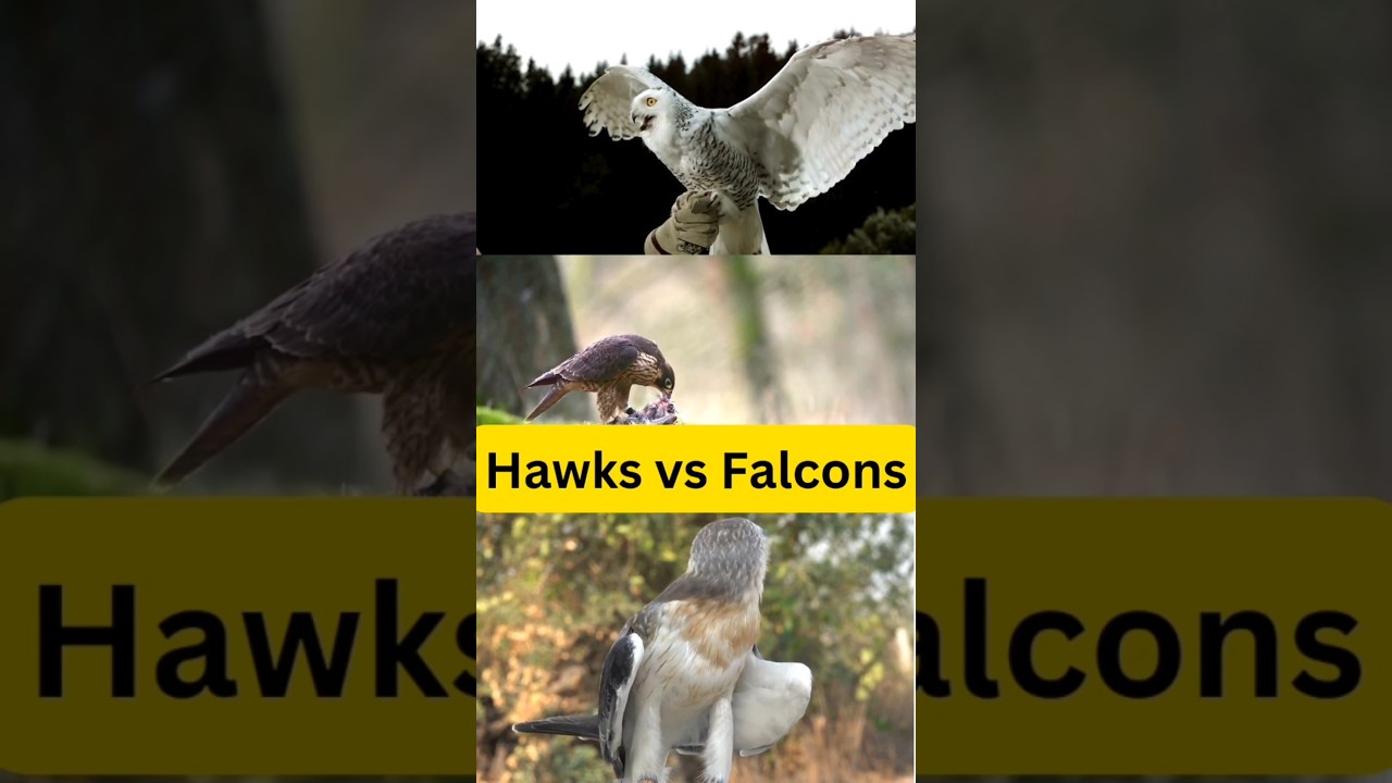 What is the difference between a hawk and a falcon