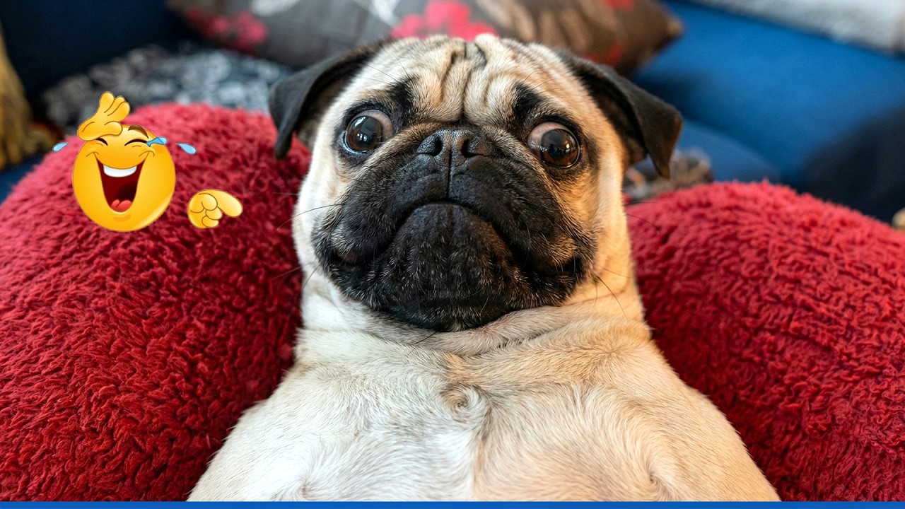 Funniest Cats And Dogs Videos 😹🐶 The Best Funny Animal Videos Make You Unable To Stop Laughing 😂