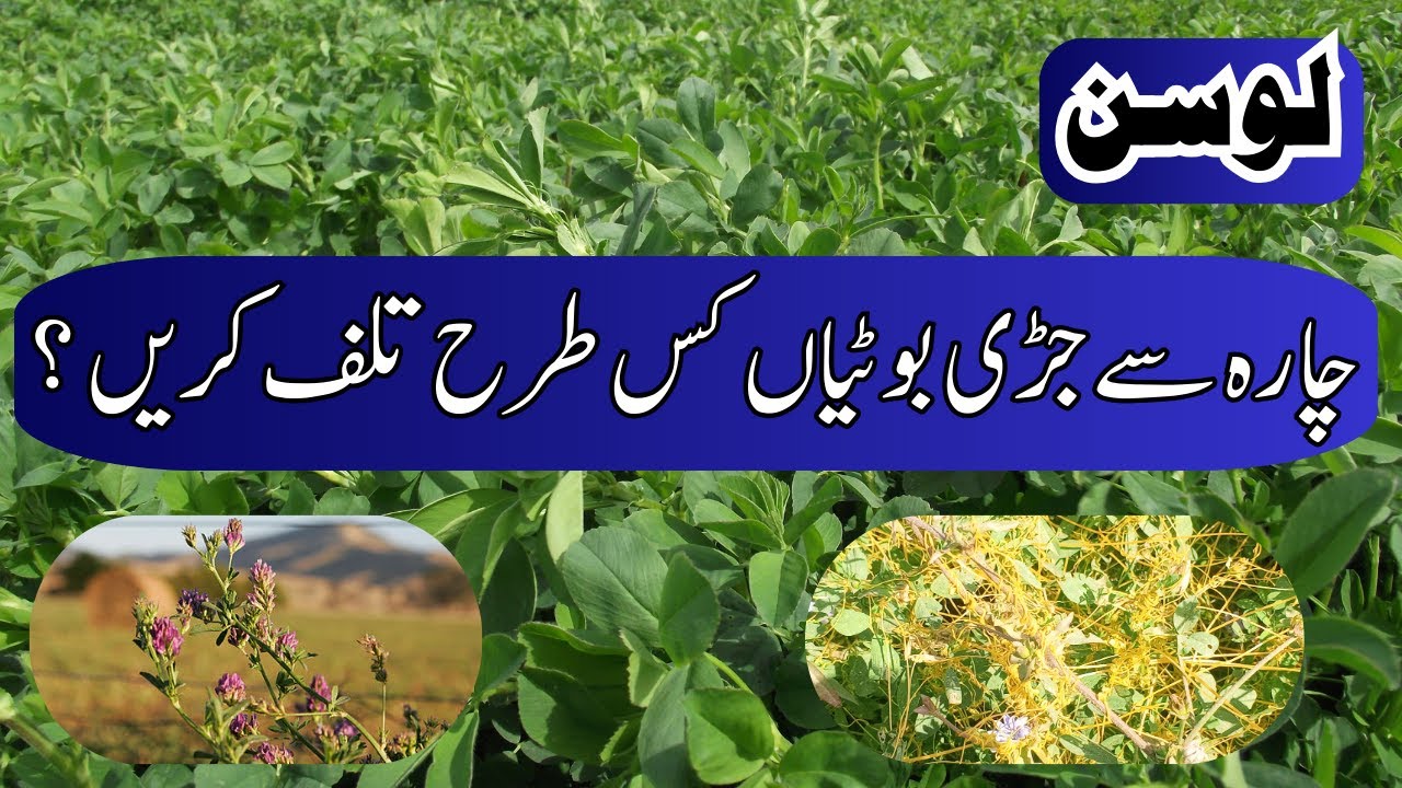 How to control  successfully weeds from Alfalfa (Lucerne)