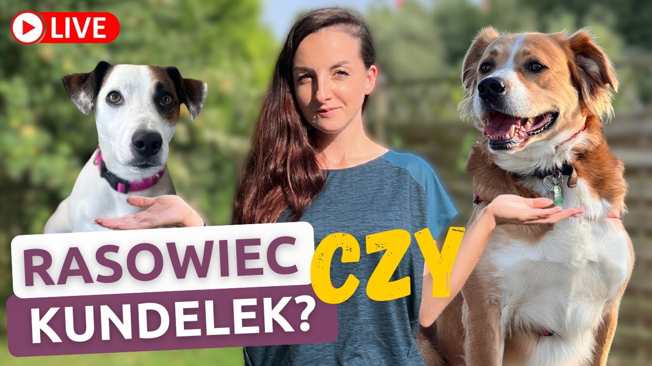Co wybrać: psa Rasowego czy Kundelka? | Rozmowa z behawiorystą