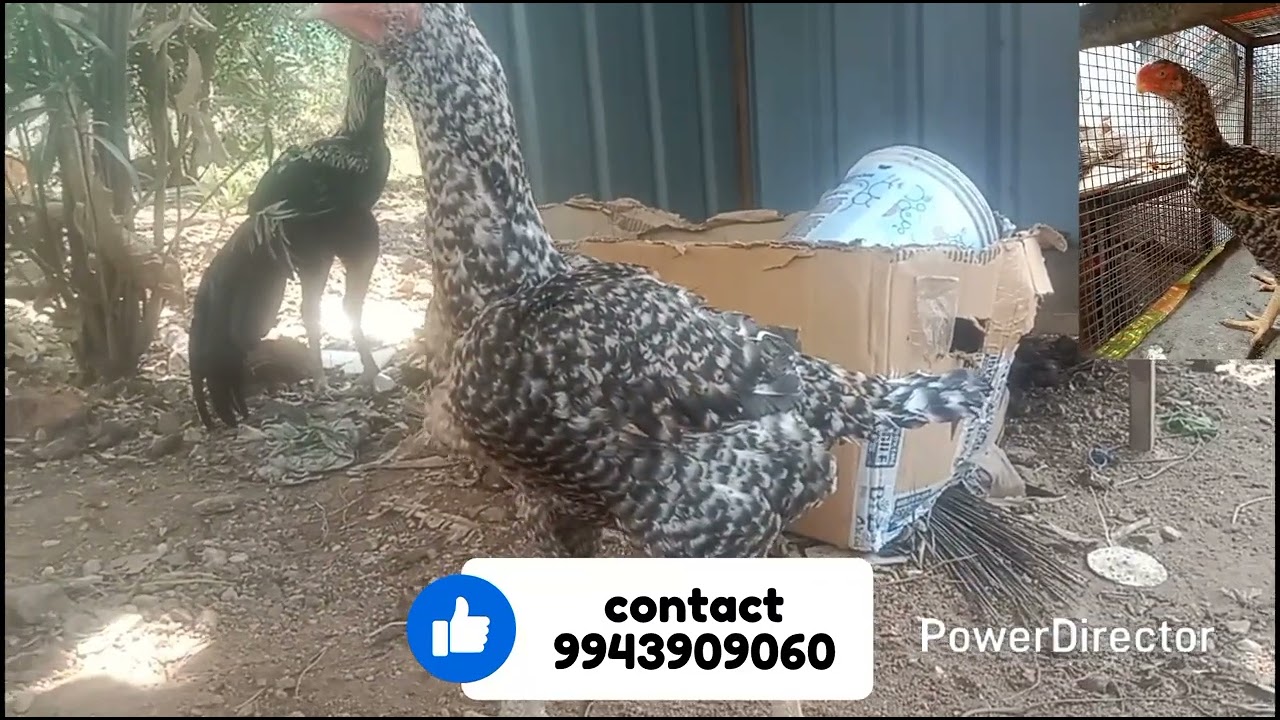 குறைந்த விலையில் கிளி மூக்கு கோழி விற்பனைக்கு low price parrot peak hen sales